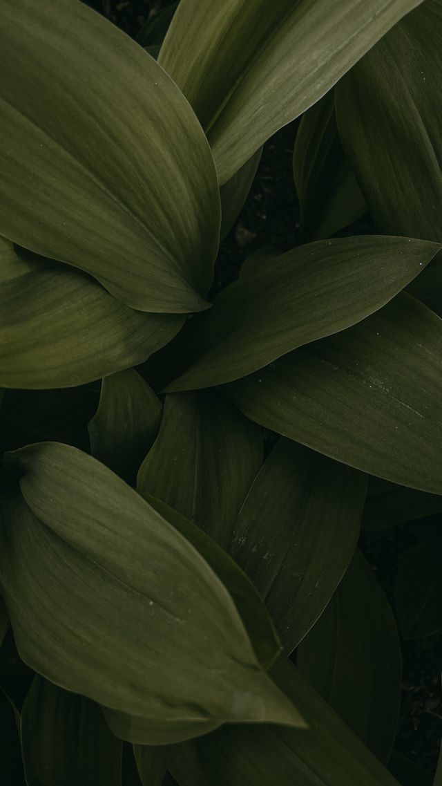 Green Lush
