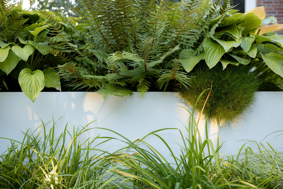 Jungle Garden