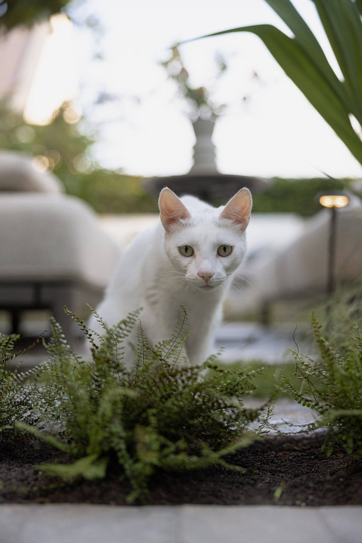 Urban Oasis
