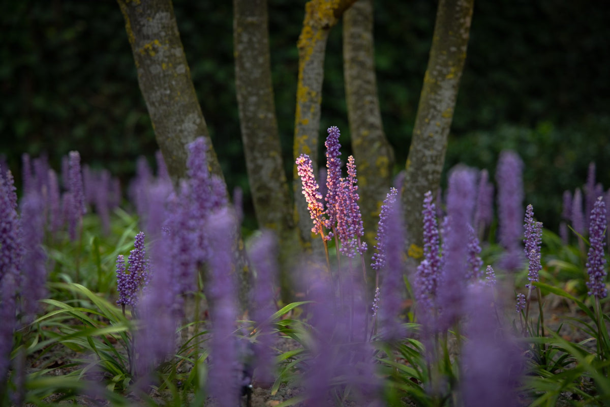 Statement Garden
